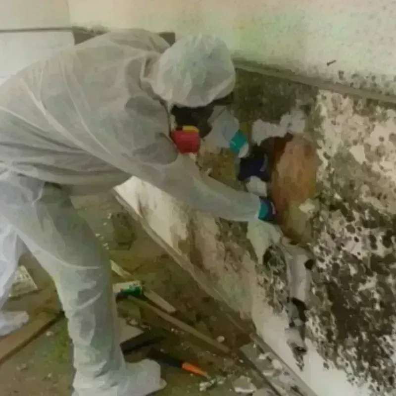 Mold Remediation and Removal in Alameda, CA